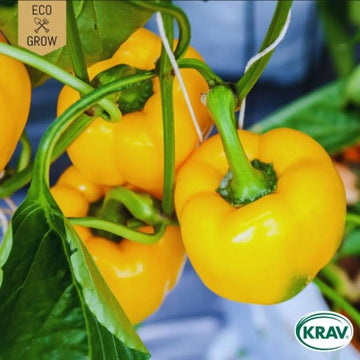Paprika 'Quadrato D'Asti Giallo' KRAV-märkt