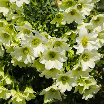 Klematis 'Early Sensation' 3-pack