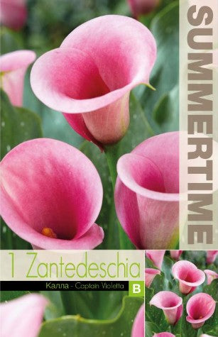 Kalla 'Captain Violetta' 1st