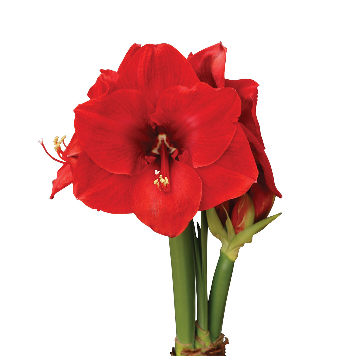 Afrikansk Amaryllis 'Merry Christmas' 1st