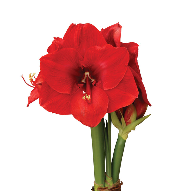 Afrikansk Amaryllis 'Merry Christmas' 1st