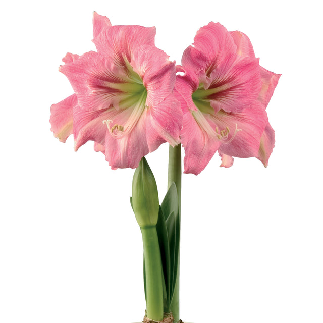 Afrikansk Amaryllis 'Candy Floss' 1st