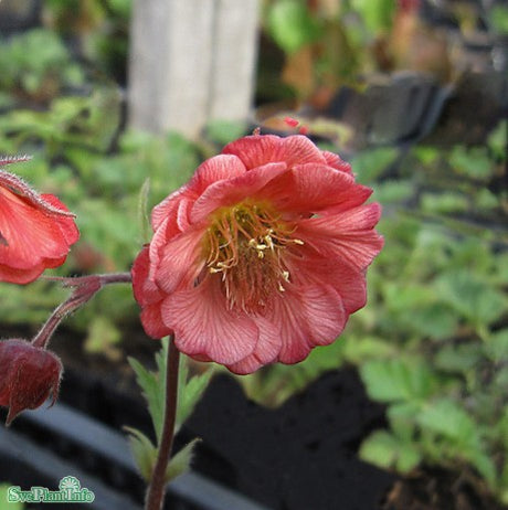 Nejlikrot 'Bell Bank' 1st barrotad