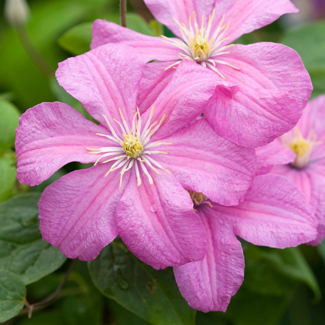 Klematis 'Comtesse de Bouchaud' 3-pack