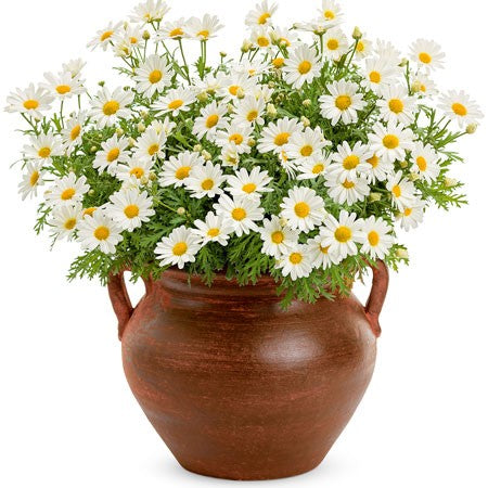Margerit 'White Butterfly' 10,5cm kruka