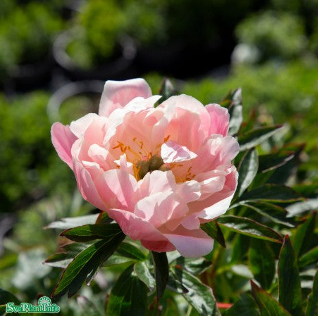 Luktpion 'Pink Hawaiian Coral' 1st barrotad