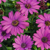 Stjärnöga 'Summersmile Magenta' - 3 plantor