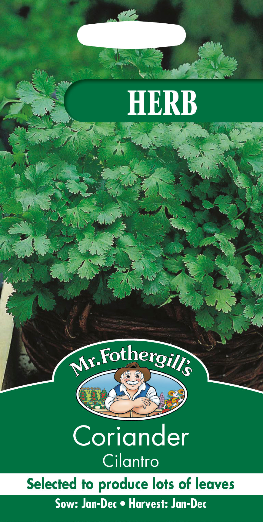 Koriander 'Cilantro'