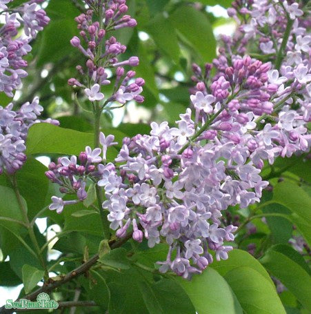 Syren, Vanlig co 1-pack