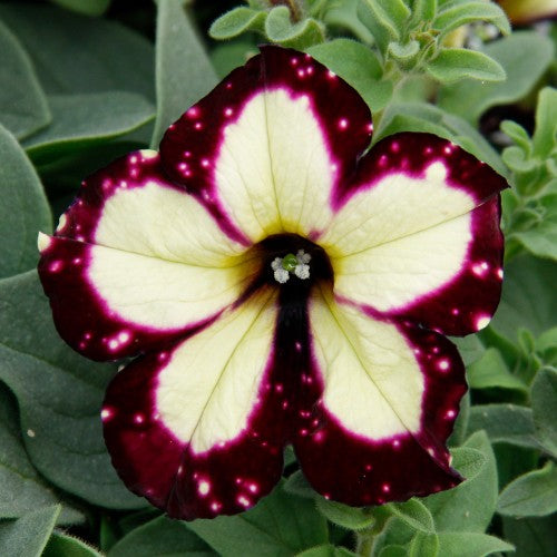 Petunia 'Sky Lightning' - 3 plantor