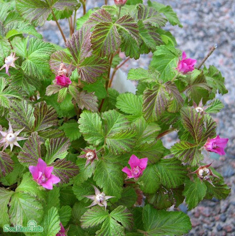Allåkerbär 'Sofia' 7cm kruka