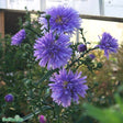 Höstaster 'Marie Ballard' 9cm kruka