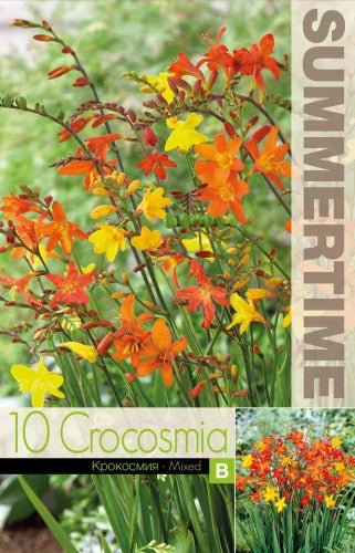 Montbretia Storblommig Mix 10st
