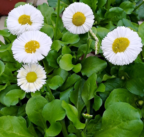 Tusensköna Bellis Vit 12cm kruka