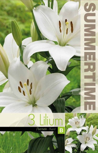 Asiatisk lilja 'Kent' 3st