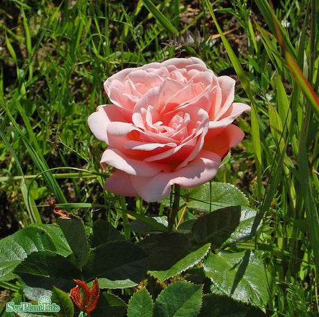 Modern buskros 'Aphrodite' 5-pack barrot