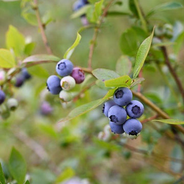 Amerikansk blåbär 'Roxy Blue' 1-pack i kruka