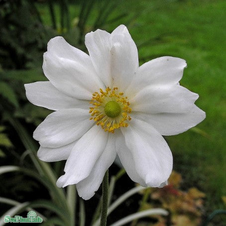 Höstanemon 'Honorine Jobert' 9cm kruka