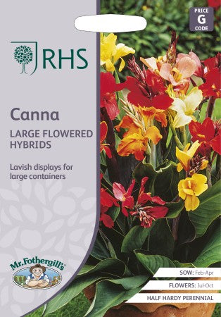 Kanna 'Large Flowered Hybrids'