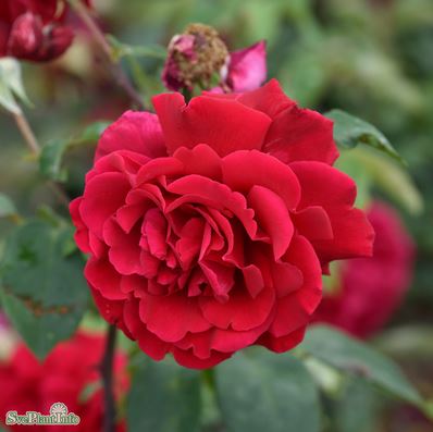 Tehybridros 'Erotika' 10-pack barrot