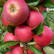 Äpple 'Agnes' E A2 co