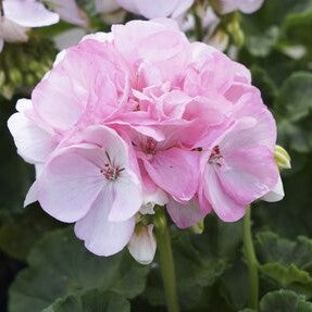 Zonalpelargon 'Sunrise Holly' 3st sticklingar