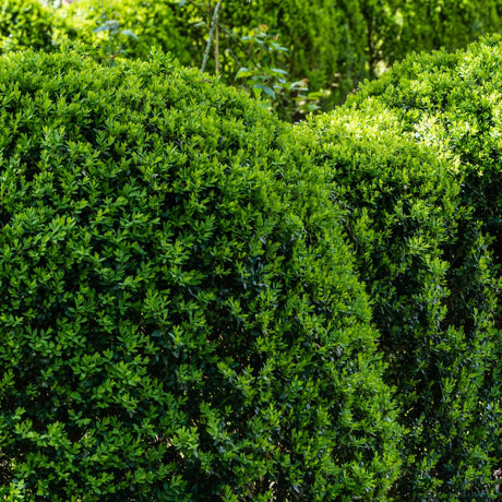 Buxbom 15-20 cm 100-pack i kruka