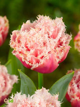 Franstulpan 'Queensland' 5st