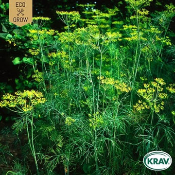 Dill 'Mammoth long island' KRAV-märkt