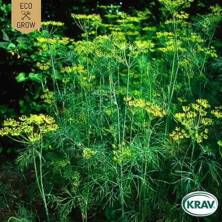 Dill 'Mammoth long island' KRAV-märkt