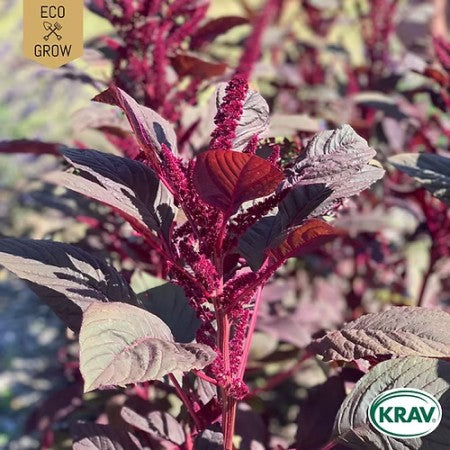Amarant 'Red Garnet' KRAV-märkt