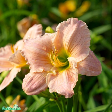 Daglilja 'Barbara Mitchell' 1st barrotad