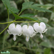 Löjtnantshjärta 'Alba' 9cm kruka