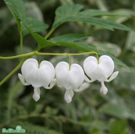 Löjtnantshjärta 'Alba' 9cm kruka