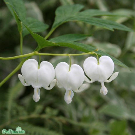 Löjtnantshjärta 'Alba' 9cm kruka