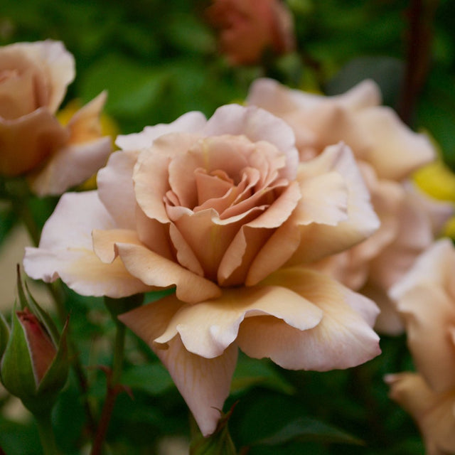 Floribundaros 'Koko Loko' 10-pack barrotad