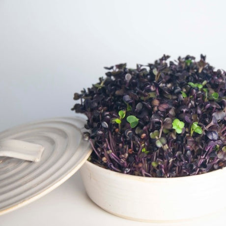 Sproutly: Ellens Skottfat Vit