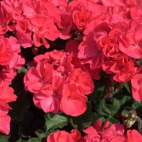 Zonalpelargon 'Moonlight Greco' 3st sticklingar