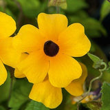 Svartöga 'Amera Golden Eye' - 3 plantor