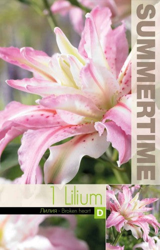 Orientlilja 'Broken Heart' 1st