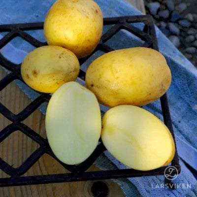 Sättpotatis - Pocahontas 1kg