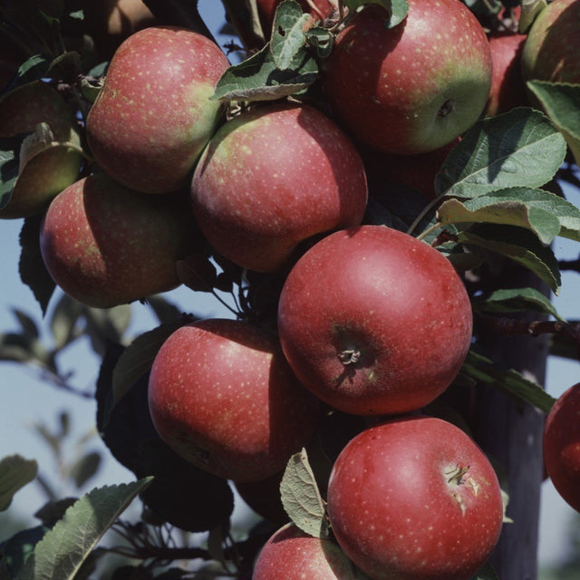 Äpple 'Ingrid Marie' E A2 co