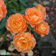 Floribundaros 'Fellowship' 5-pack barrot