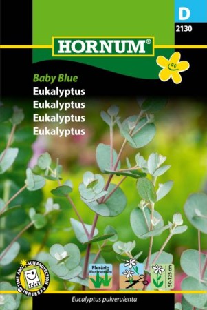 Eucalyptus 'Baby Blue', frö