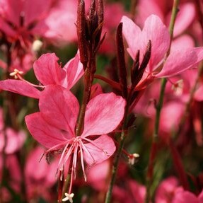 Sommarljus 'Belleza Dark Pink' 10,5cm kruka