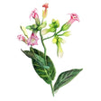 Blomstertobak 'Alida' Svenskodlat frö