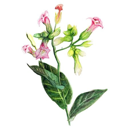 Blomstertobak 'Alida' Svenskodlat frö