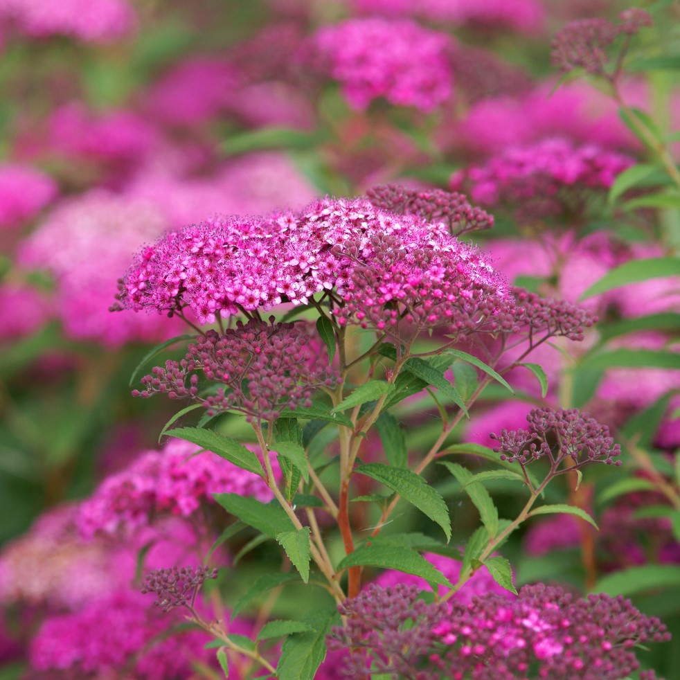 Rosenspirea 'Anthony Waterer' 100-p barrotad 15-30cm