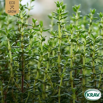 Timjan 'Winter Thyme' KRAV-märkt