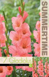 Gladiolus 'Sugar Babe' 7st